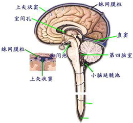 腦室結(jié)構(gòu)