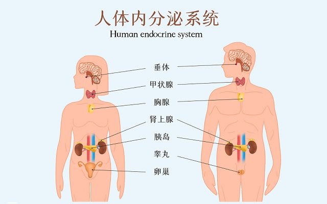 攝圖網(wǎng)_401808711_人體內(nèi)分泌系統(tǒng)示意圖（企業(yè)商用）.jpg